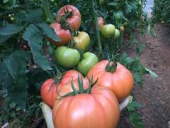 Gülizar F1 Pembe Domates Fidesi