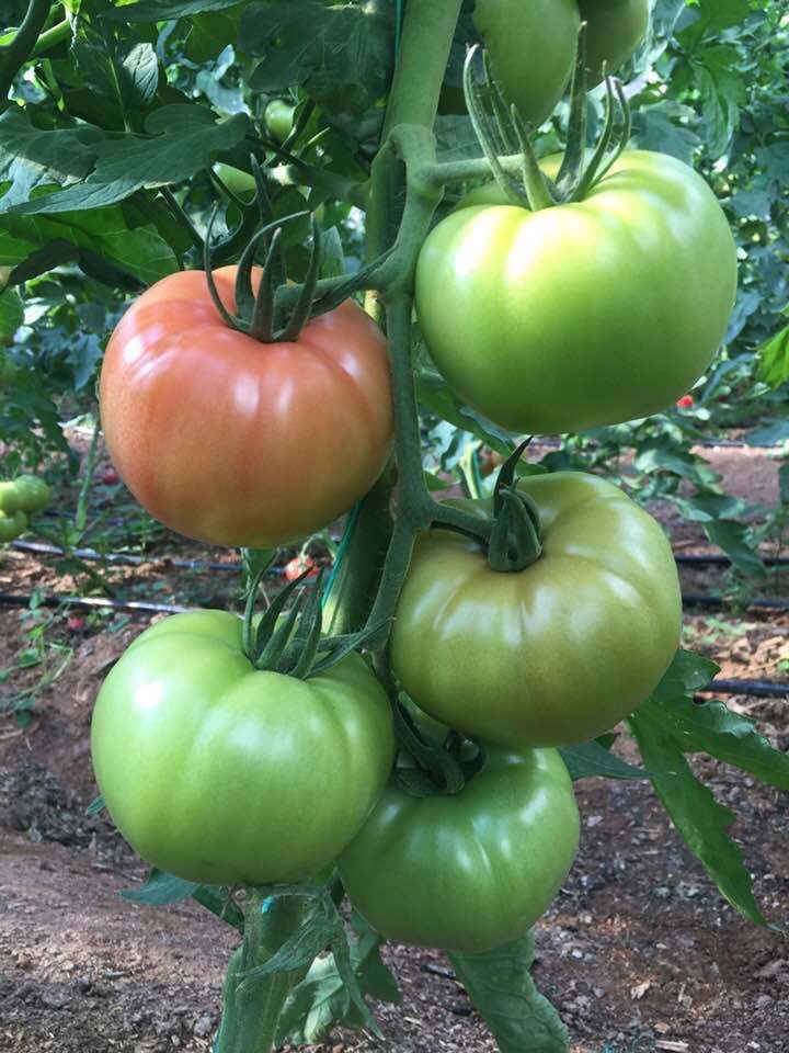 Gülizar F1 Pembe Domates Fidesi