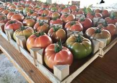 Gülizar F1 Pembe Domates Fidesi