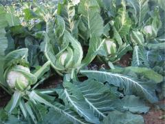 Barcelona F1 Karnabahar Fidesi