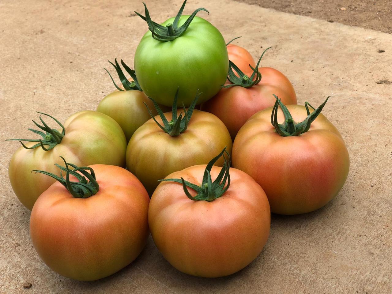 Sazak F1 Pembe Domates Fidesi