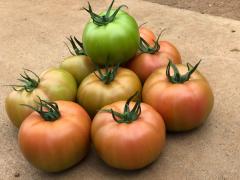 Sazak F1 Pembe Domates Fidesi