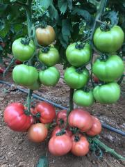 Sazak F1 Pembe Domates Fidesi