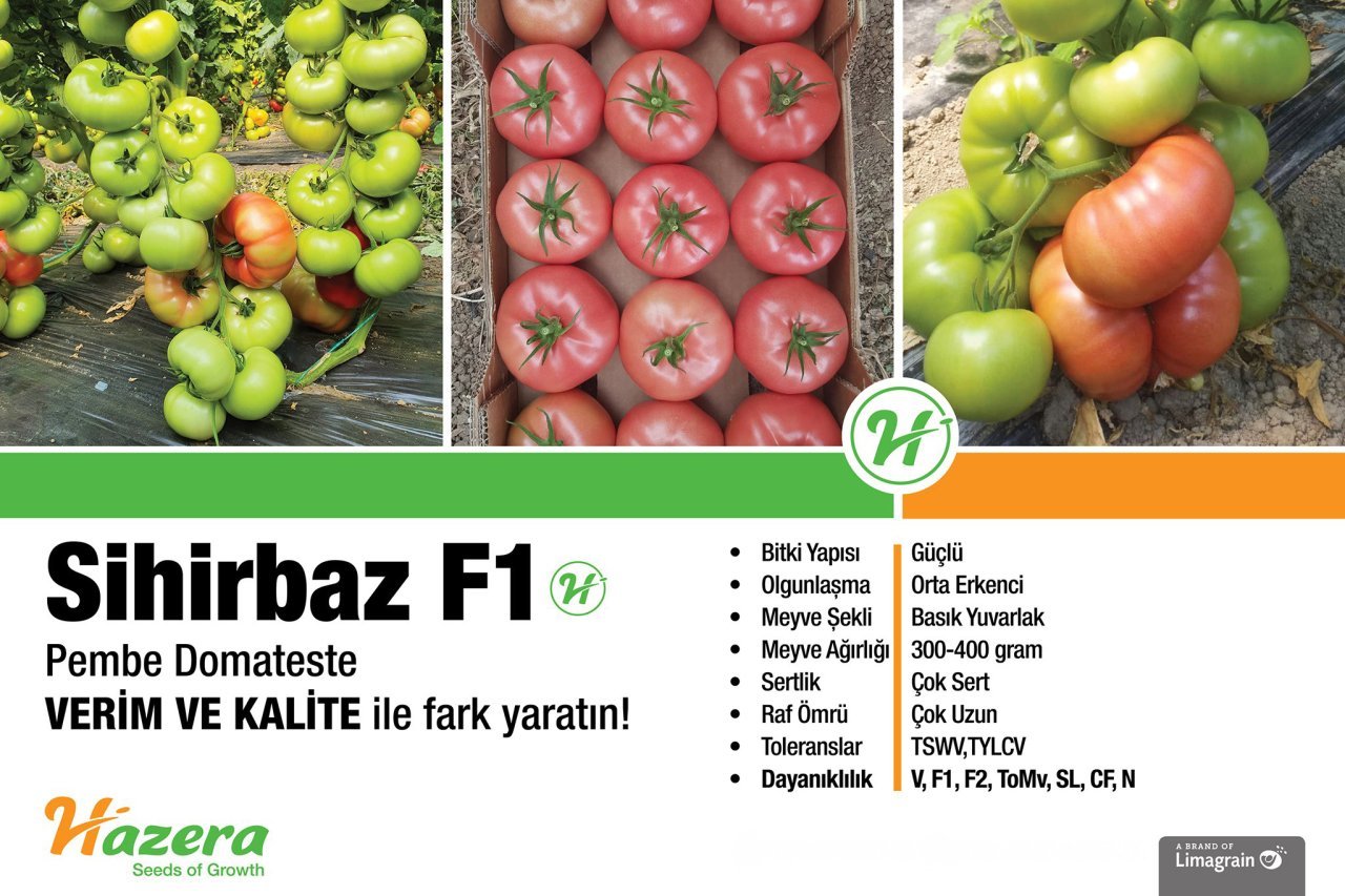 Sihirbaz F1 Pembe Domates Fidesi