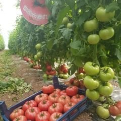 Sihirbaz F1 Pembe Domates Fidesi