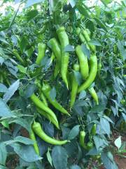 A 3055 F1 Çarli Biber Fidesi