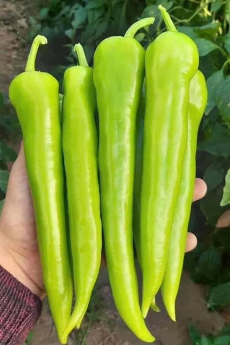 A 3055 F1 Çarli Biber Fidesi