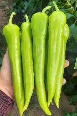 A 3055 F1 Çarli Biber Fidesi