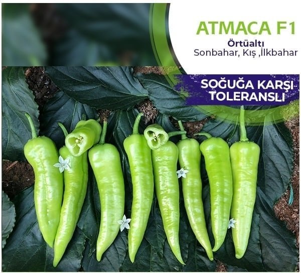 Atmaca F1 Çarli Biber Fidesi