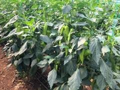 Atmaca F1 Çarli Biber Fidesi