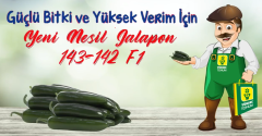 143-142 F1 Acı Jalepone Biber Fidesi