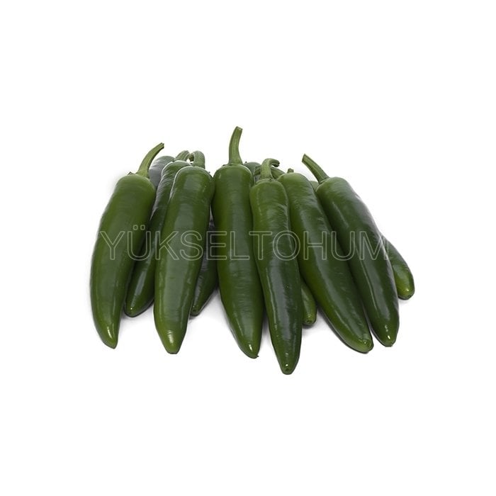 Yetkin F1 Acı Jalepone Biber Fidesi