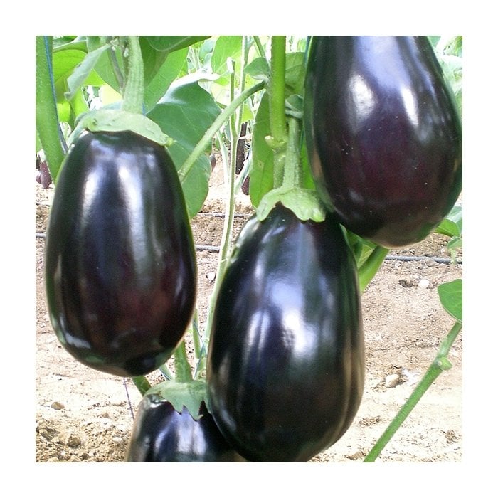 Karagül F1 Yarı Topak Patlıcan Fidesi