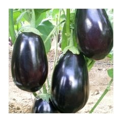 Karagül F1 Yarı Topak Patlıcan Fidesi