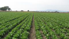 Robinson İceberg Marul Fidesi