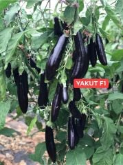 Yakut F1 Patlıcan Fidesi