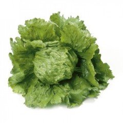 Patagonia Rz İceberg Marul Fidesi