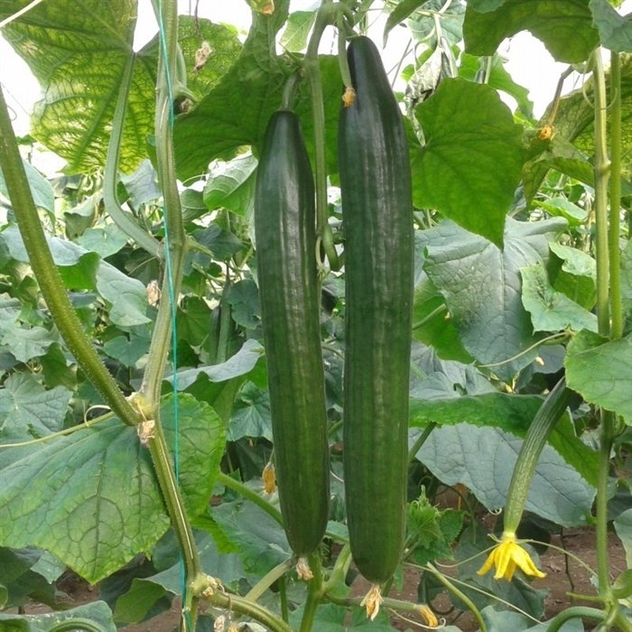 Civan F1 Uzun Hıyar Fidesi