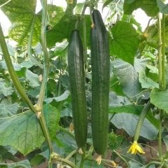 Civan F1 Uzun Hıyar Fidesi