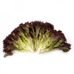 Carmesi Rz Kırmızı Marul Fidesi