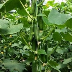 Kıtır F1 Silor Hıyar Fidesi