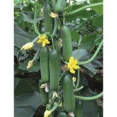 Kıtır F1 Silor Hıyar Fidesi