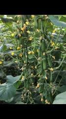 Uçar F1 Silor Hıyar Fidesi