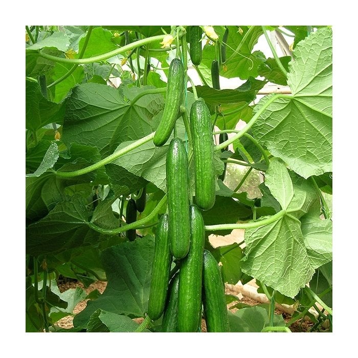 Dörtel F1 Hıyar Fidesi