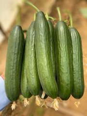 Solo F1 Sırık Hıyar Fidesi