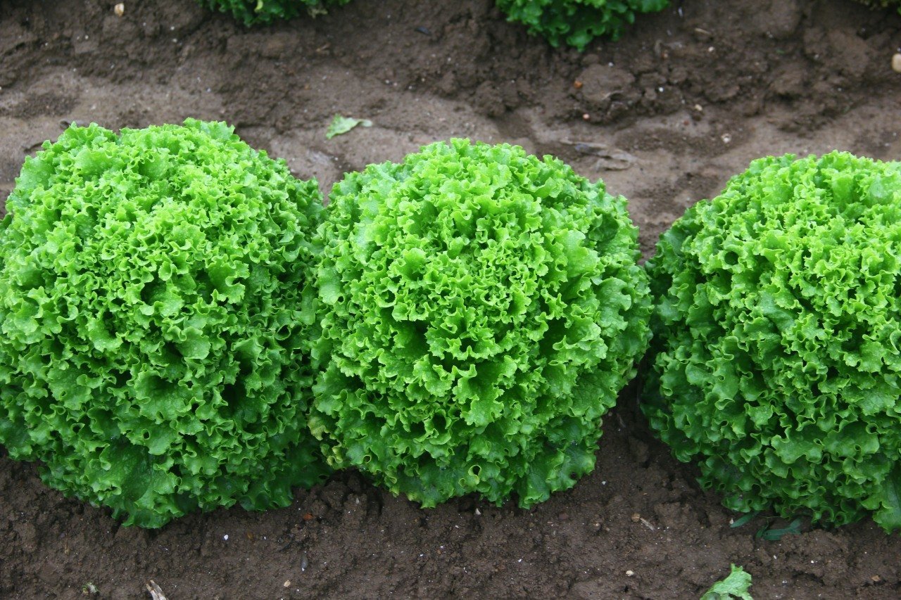 Kanaryole Kıvırcık Marul Fidesi