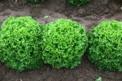 Kanaryole Kıvırcık Marul Fidesi