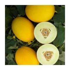 Işıl F1 Sarı Kavun Fidesi