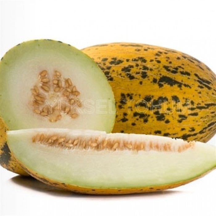 Mavi F1 Kırkağaç Kavun Fidesi