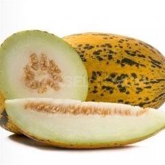 Mavi F1 Kırkağaç Kavun Fidesi