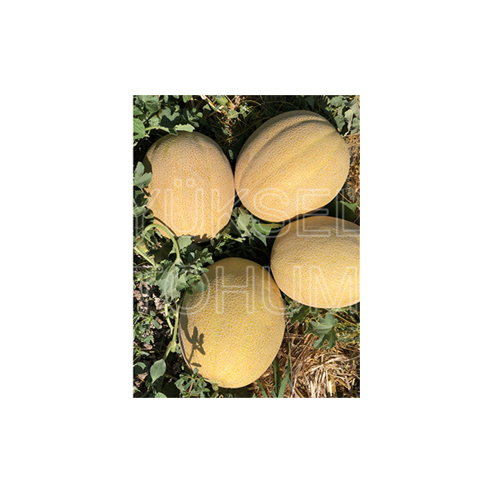 Kehribar F1 Kavun Fidesi