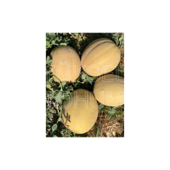 Kehribar F1 Kavun Fidesi