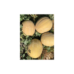 Kehribar F1 Kavun Fidesi