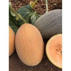 Yeniay F1 Kavun Fidesi