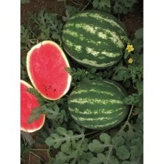 Karpuz Fidesi Şahmaran F1 Ala