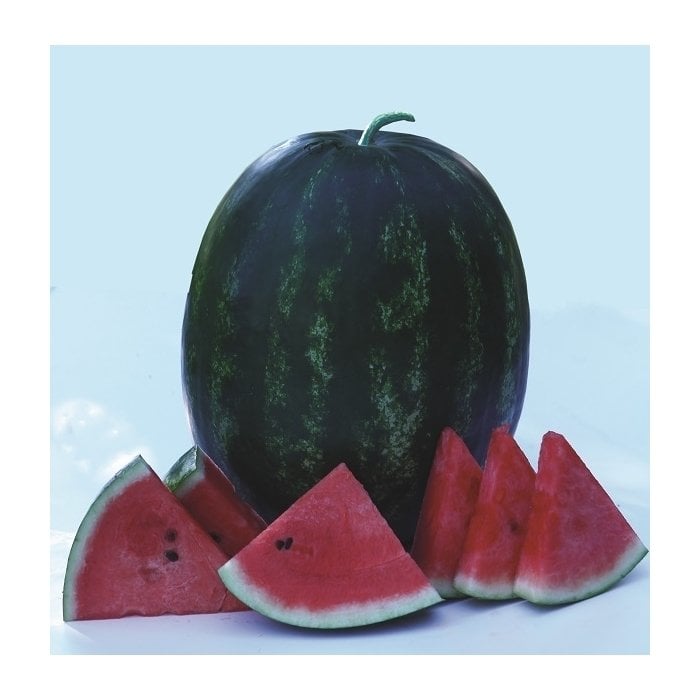 Aşılı Usta F1 Ala Karpuz Fidesi