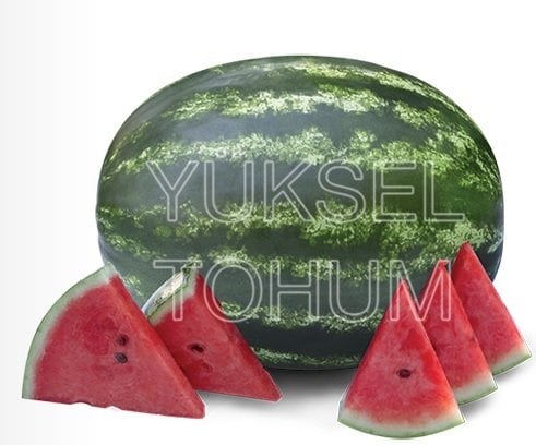 Şafak F1 Ala Karpuz Fidesi