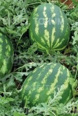 Karpuz Fidesi Şafak F1 Ala