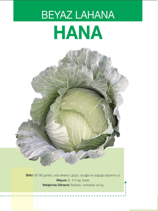 Hana F1 Beyaz Lahana Fidesi