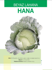 Hana F1 Beyaz Lahana Fidesi