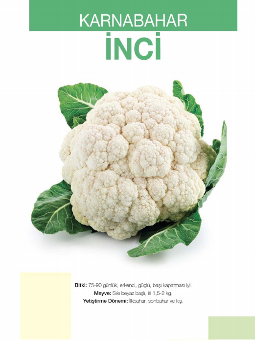 İnci F1 Karnabahar Fidesi