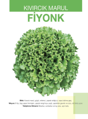 Fiyonk Kıvırcık Marul Fidesi