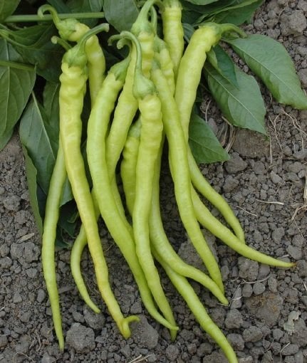 Yalova Çorbacı Biber Fidesi