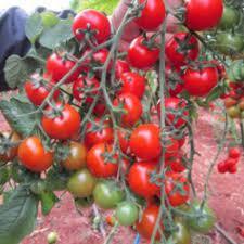 Harby F1 Çeri Domates Fidesi