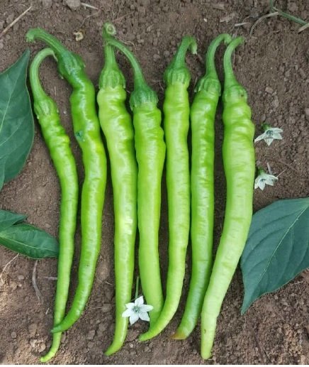 Çetinel Tatlı Sivri Biber Tohumu