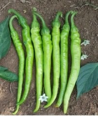 Çetinel Tatlı Sivri Biber Tohumu